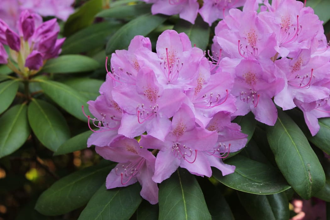 Rhododendron doldentraubiger Blütenstand
