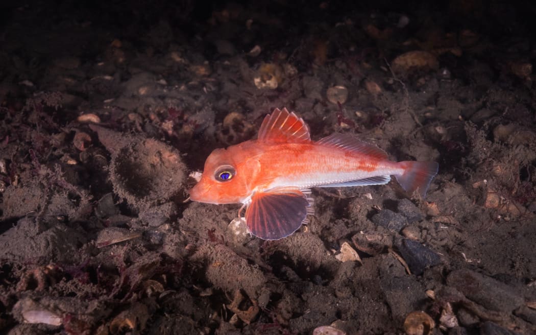 A scaly gurnard photographed in Wellington Harbour.