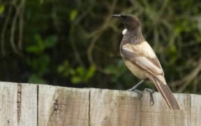 Rare brown tui in Hamilton