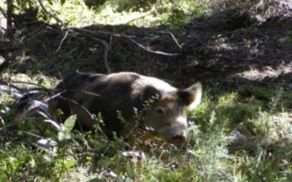 feral pig