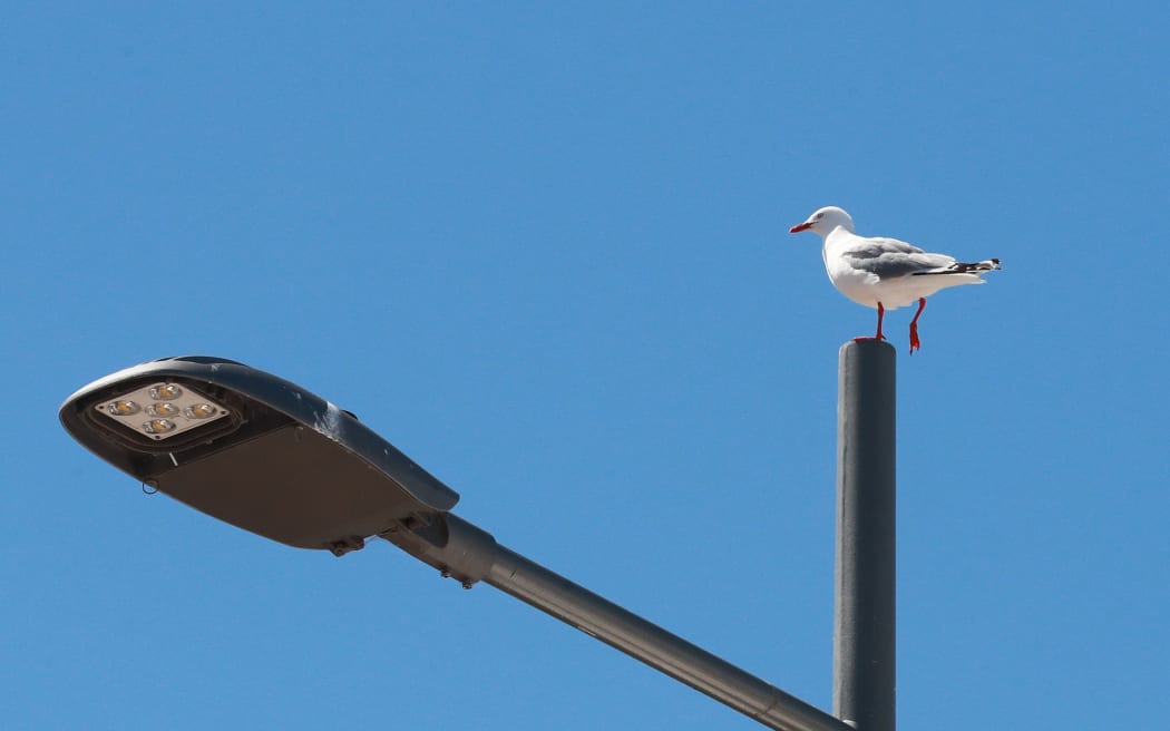 Seagulls have been causing issues in Blenheim's CBD.