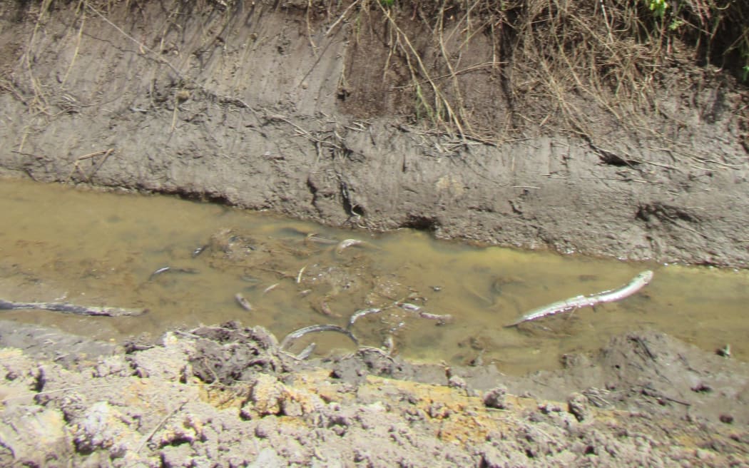 Dead eels in the main waterway of the tributary of the Waitakaruru River.