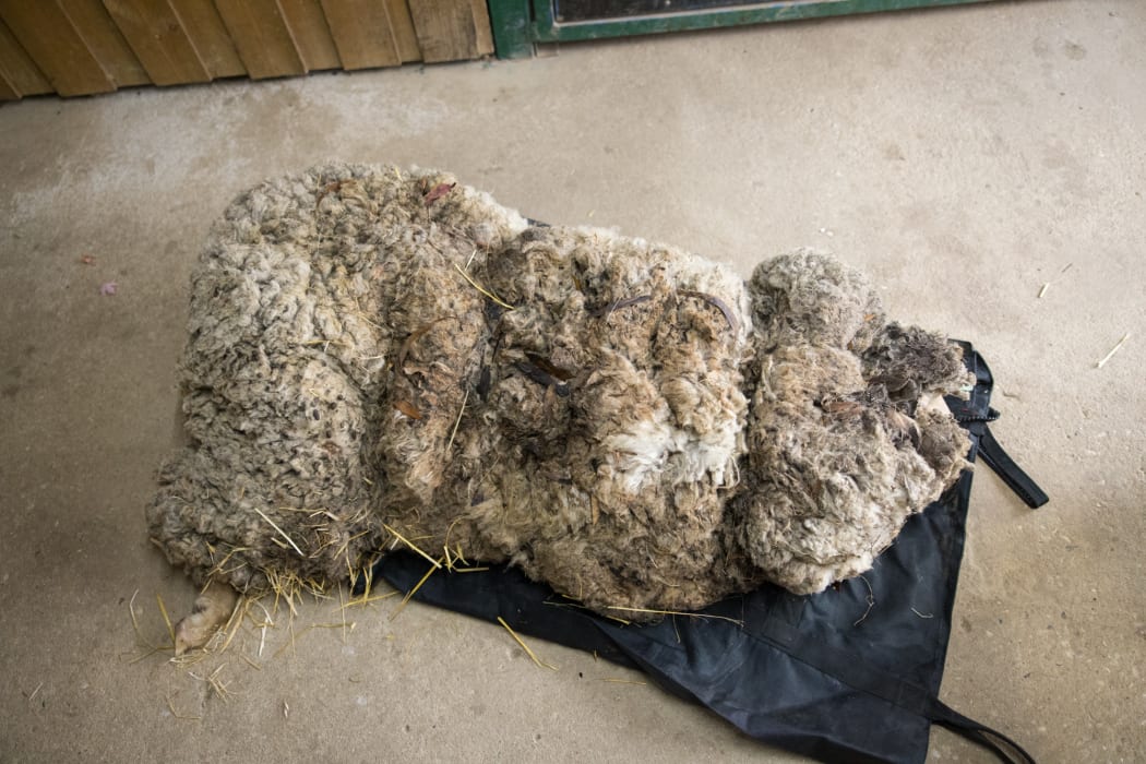 Alex the sheep before being shorn.
