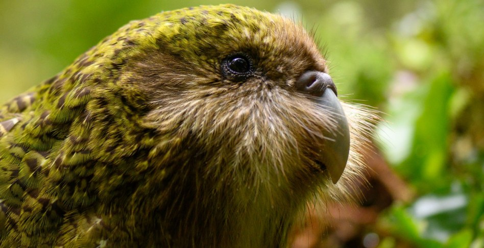 Kākāpō gene study shows fewer harmful mutations | RNZ News