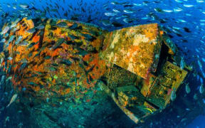 Marine life has flourished around the wreck of the Rena off the coast of Tauranga.