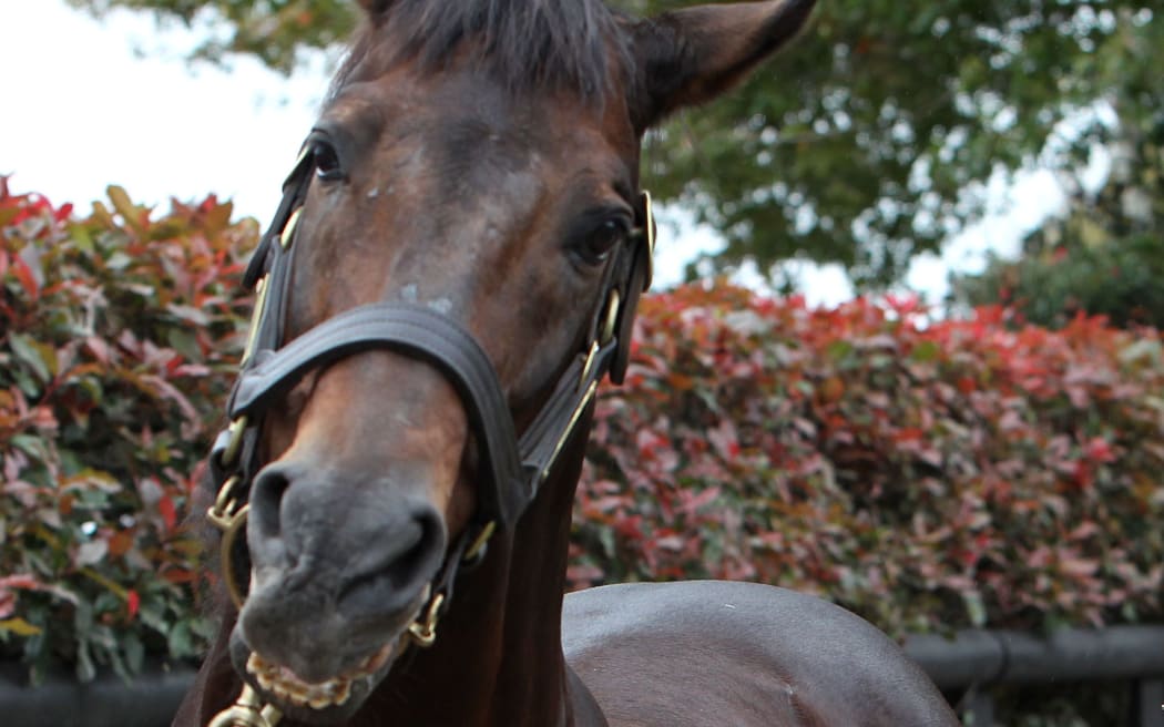 Zabeel