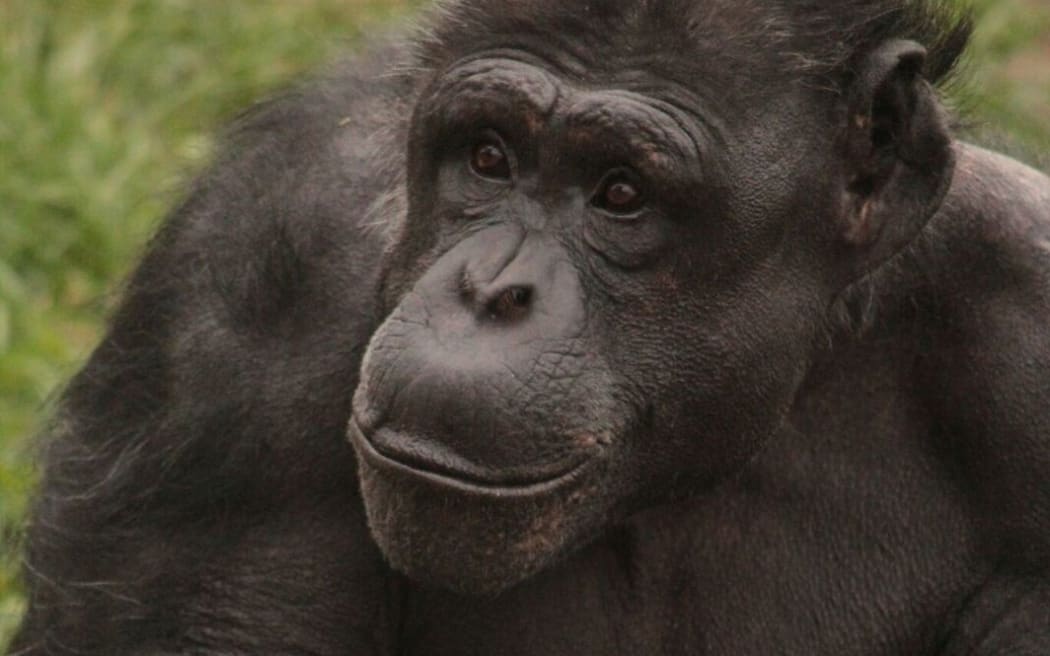 Sam the chimpanzee