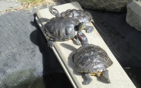 Donna Moot, who runs Turtle Rescue in Christchurch, says the issue driving the surge in dumped turtles is that most people don't know what they're signing up for when they make the initial purchase.