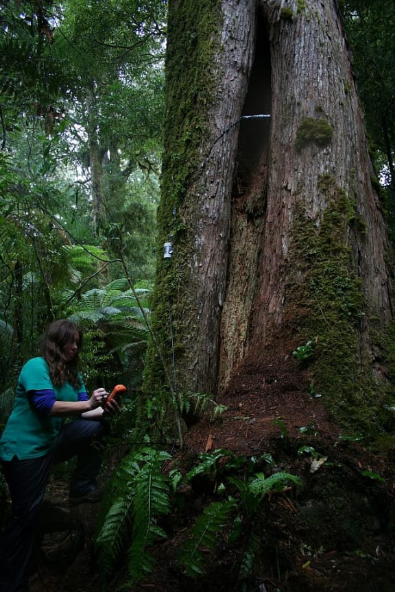 Gillian Dennis stands next to a short-tailed bat roost in Pureora Forest - the brown litter falling out of the bottom of the crack that leads into a large hollow interior is bat guano.