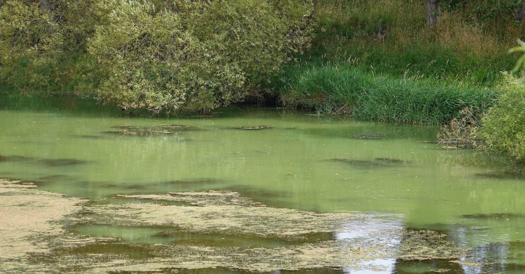 Almost still water with  floating weed and  green algae suspended throughout the water