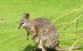 wallabies