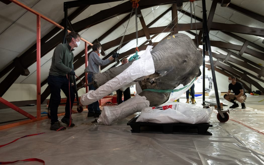 The museum's elephant was moved off the premises after an expert taxidermist segmented it into pallet-sized pieces so it could be taken through storeroom doors.