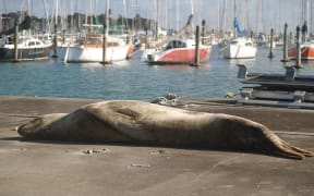 A female leopard seal has been spotted in Auckland's Westhaven Marina on and off for months.