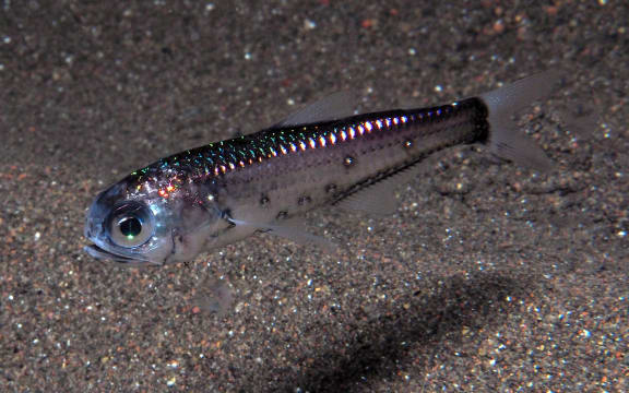 A small iridescent silvery fish photographed near the sandy seafloor underwater. The fish has big eyes and a downturned mouth that makes it look like it's frowning.