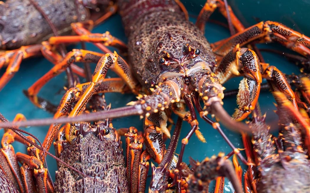 Freshly caught crayfish at Nins Bin.