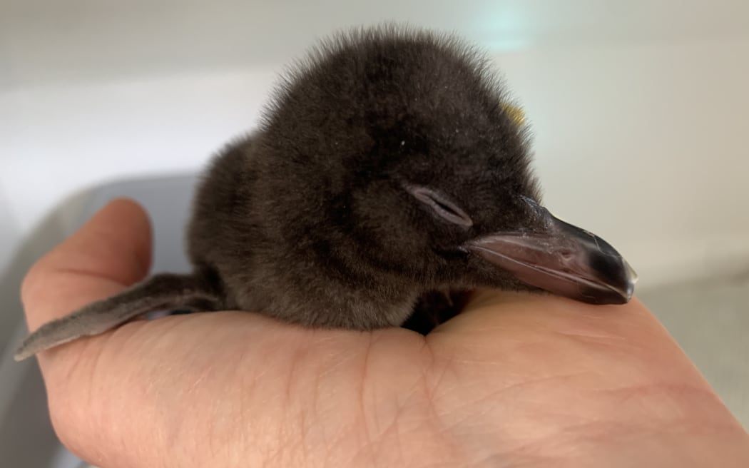 Hoiho chick hatched at Dunedin Wildlife Hospital