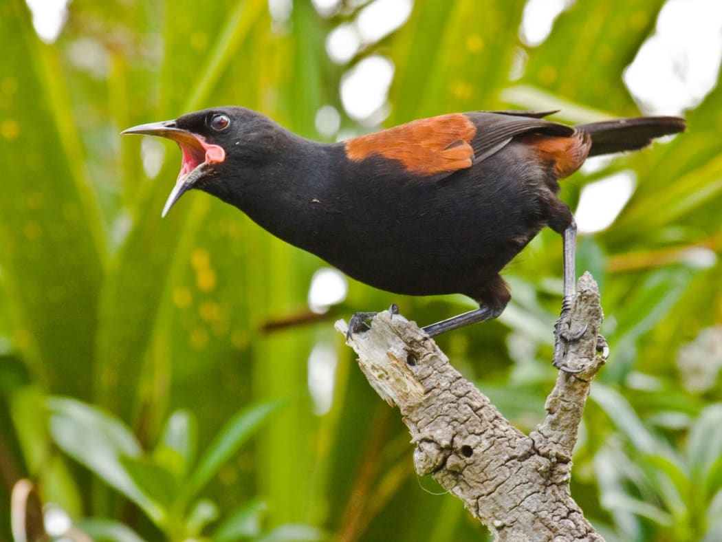 Auckland Zoo has relocated 10 wild saddlebacks from Tiritiri Matangi Island, to be on display at the zoo's Te Wao Nui forest aviary.