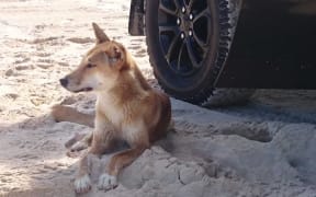 There have been numerous incidents involving dingoes and tourist on K'gari. (Supplied: Bruno Saggin