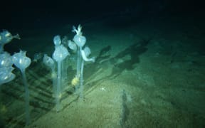 These solitary sea squirts stand up to half a metre tall at 220m depth in the dark, cold waters of East-Antarctica.