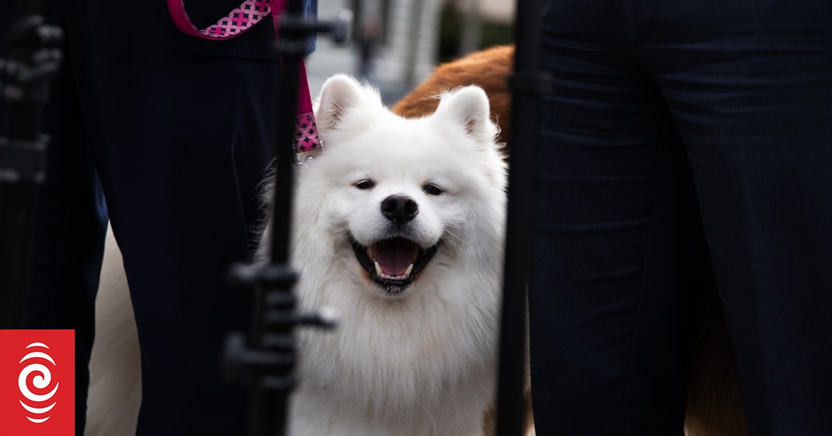 Watch: Government announces pet bond policy for renters