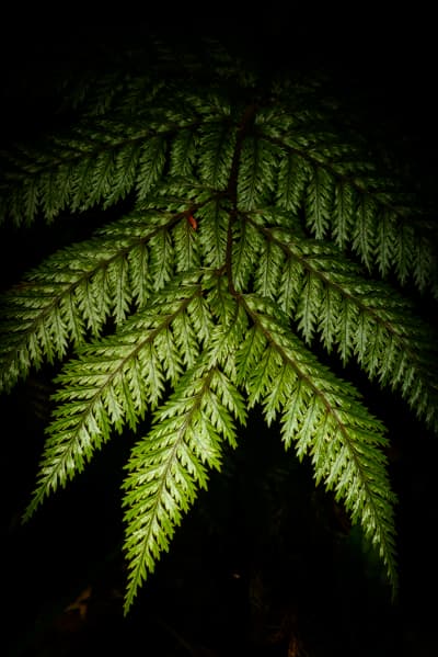 Liam Townsend's photograph submission to the Tūhura Otago Museum competition, Ferns of Bream Head.