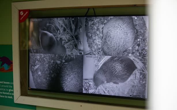 Bird flu: Wellington Zoo cancels all close encounters with penguins | RNZ