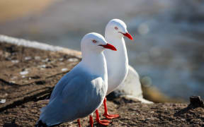 Australian seagulls.