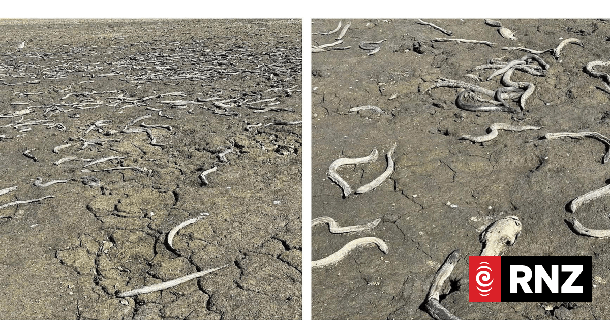 ‘Devastating’ scenes as wildlife lay dead on dry lakebed in Manawatū