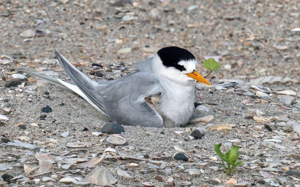 The tara iti or fairy tern is New Zealand's most endangered bird.