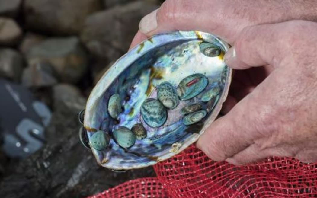 Baby pāua. Their shells are blue because they have been reared in a hatchery.