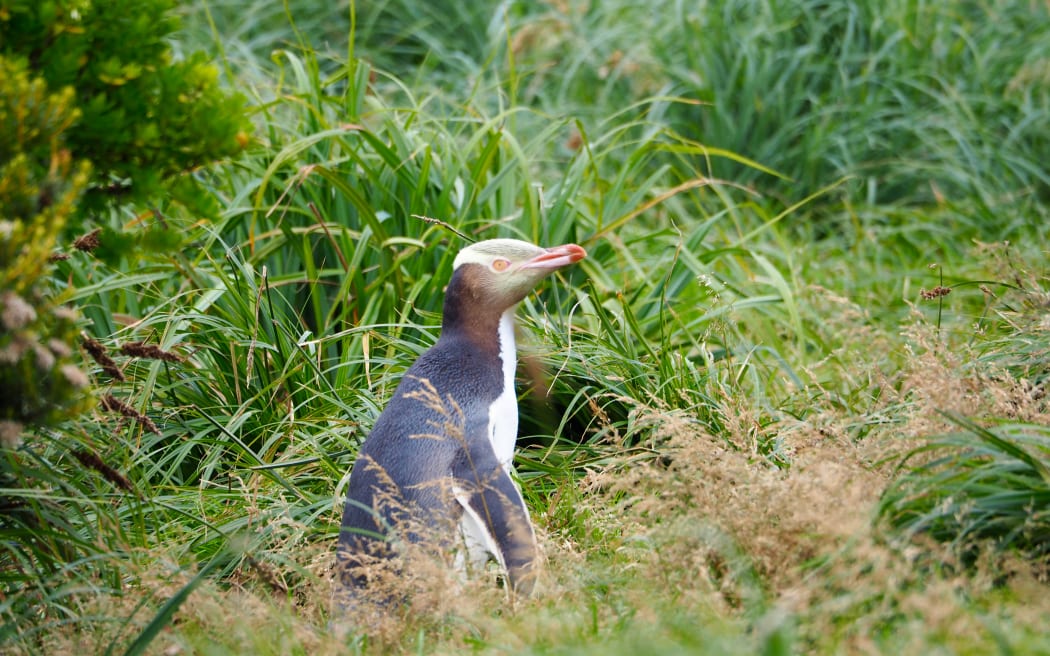 A penguin with a pink beak and golden eyebrow sits in long grass.
