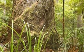A Kauri tree