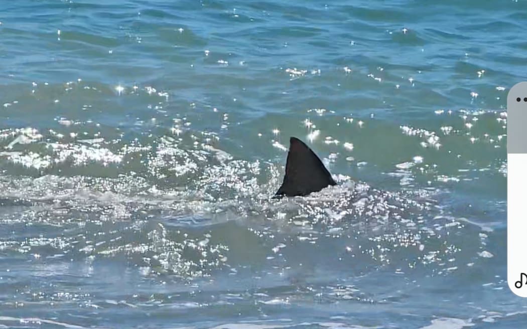 Shark sightings prompt warnings | RNZ News
