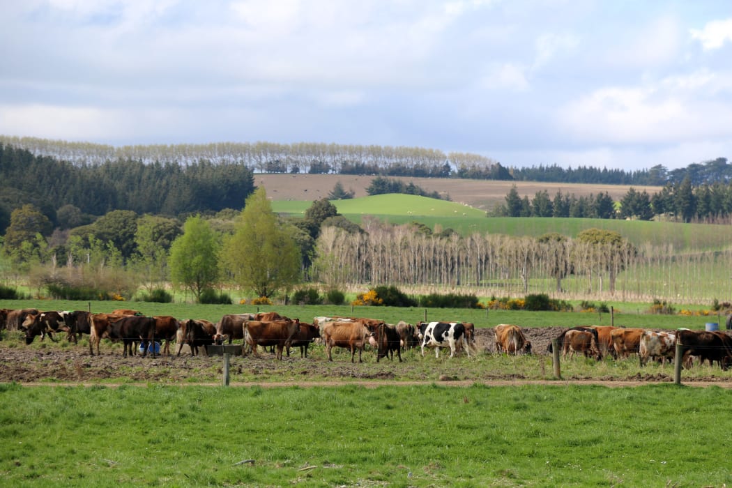 Lois and Robin Greer's organic dairy farm in Southland.