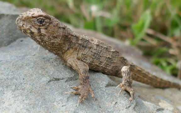 Two tuatara hatchlings have recently been sighted at Orokonui Ecosanctuary by University of Otago researchers and are the first to be seen since adult tuatara were released at the ecosanctuary in 2012.
