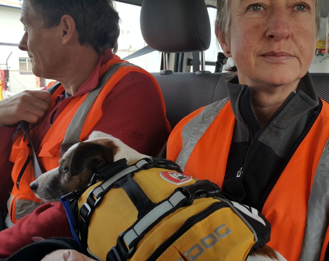 Dog handler Sandy King says it is convenient to have small dog that can travel on her lap. Gadget is wearing a life jacket with a handy handle.
