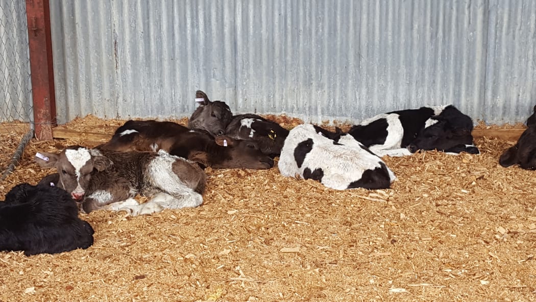 Newborn calves sheltering in a barn on Mike Lord’s farm