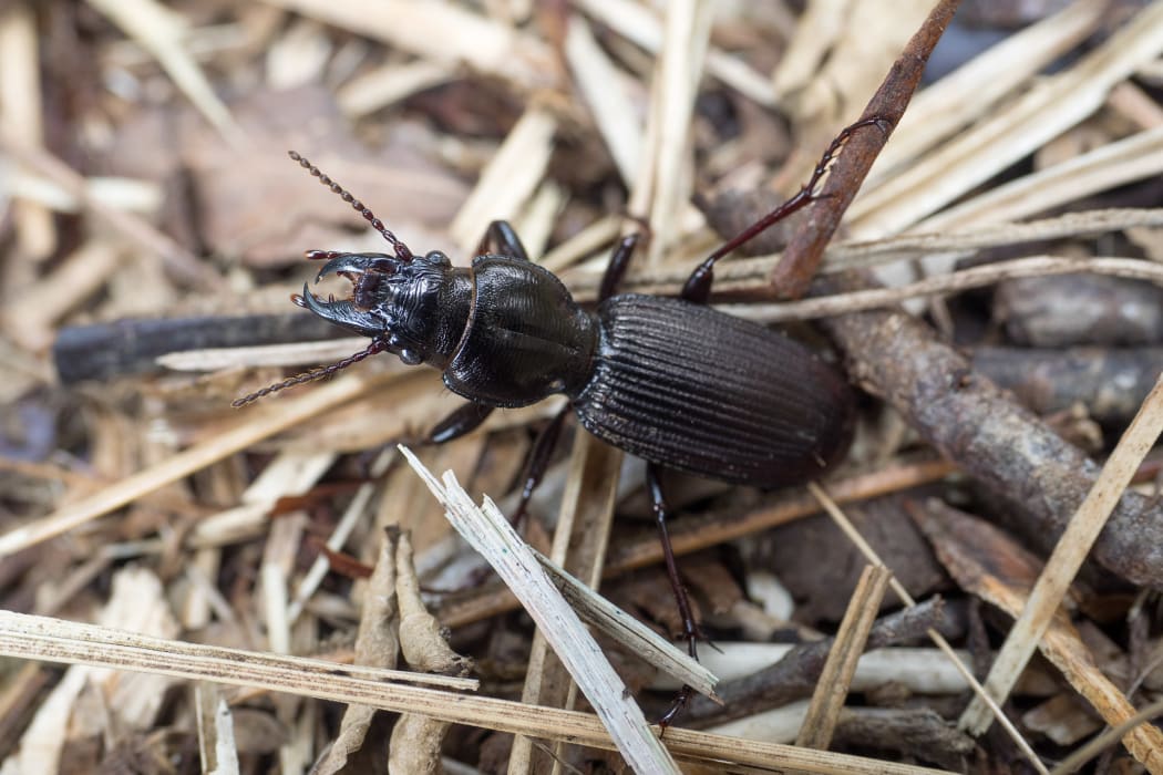Mecodema ground beetle