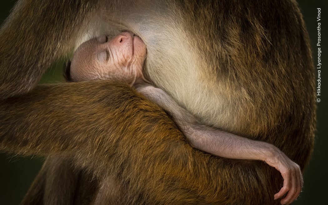 This baby toque macaque was happily suckling milk from its mother. It was so relaxed it almost fell asleep.