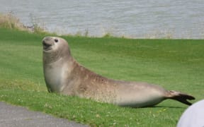 A seal was spotted below the Landing Road Bridge in Whakatane.