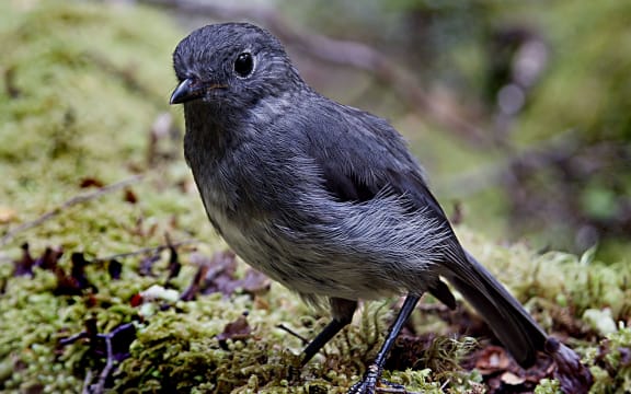 South Island robin