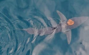 Sharktopus