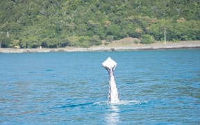 A humpback whale missing tail flukes has been spotted off Kaikoura.