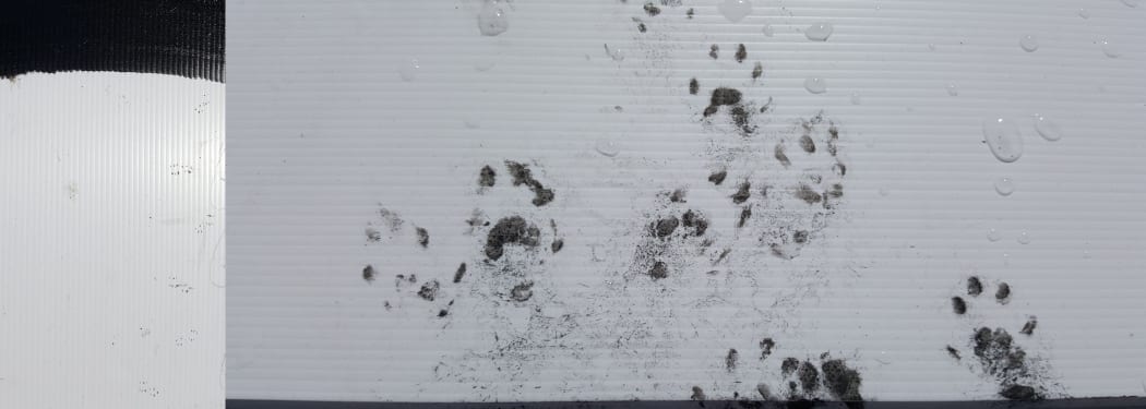 Predator footprints recorded after an animal runs through a tracking tunnel containing an ink pad: mouse (left) and ferret (right).