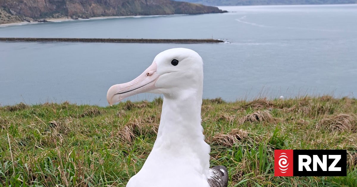First albatross chicks fly from Pukekura/Tairaoa Head