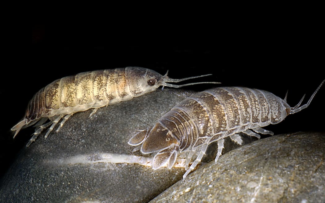 Sea lice in Island Bay, Wellington