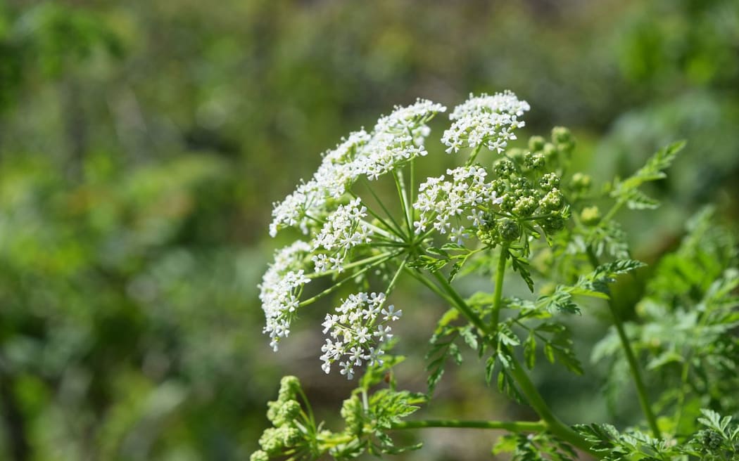 Poisonous Hemlock flowering in spring.