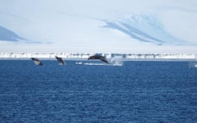 Arnoux's beaked whales photographed by the Antarctica NZ team at Scott Base.