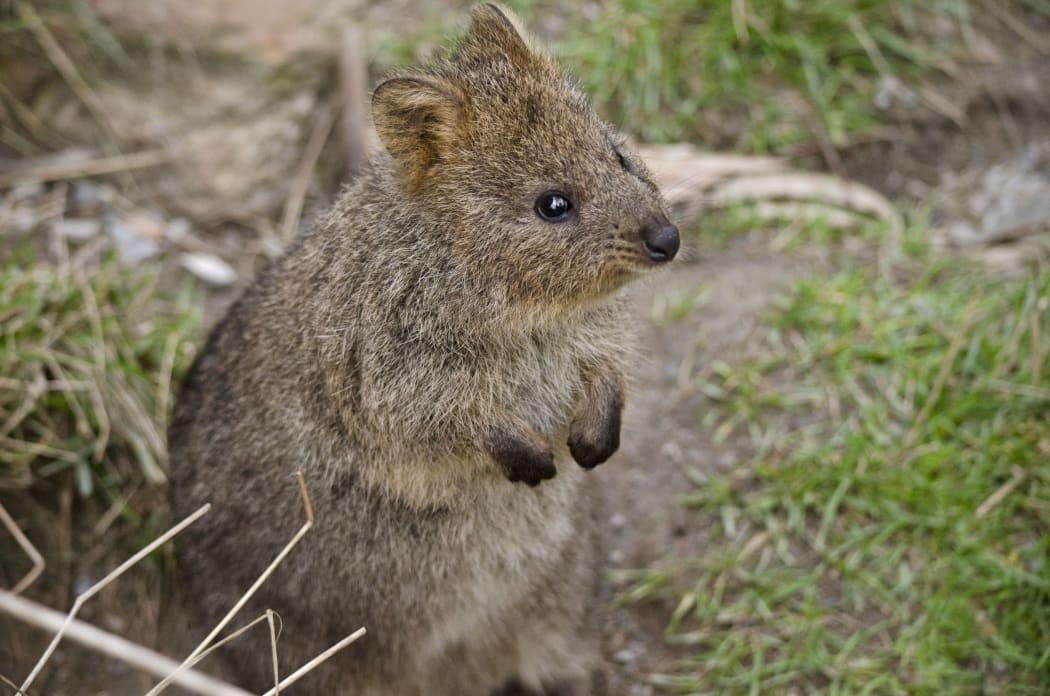 Quokka
