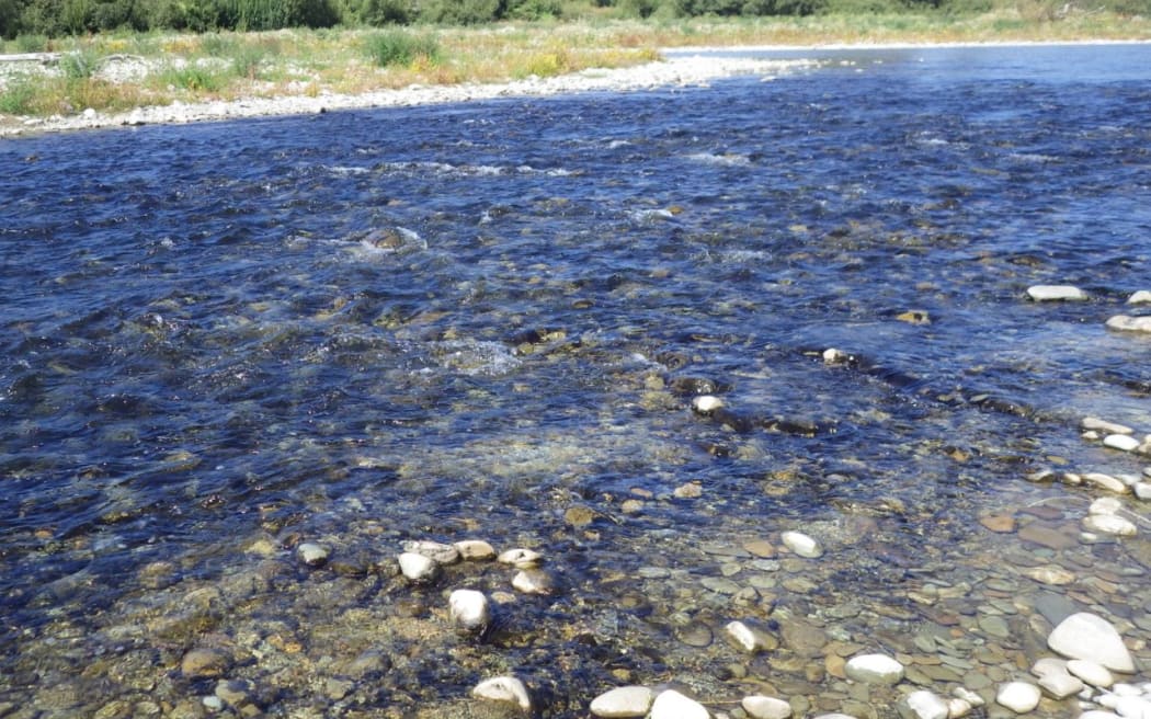 Potentially toxic benthic cyanobacteria in the Opihi River at SH1.